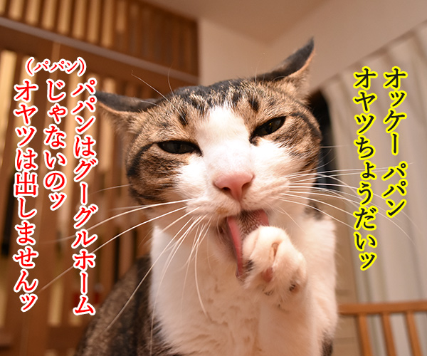 『オッケー グーグル』みたいに呼ばないでッ　猫の写真で４コマ漫画　２コマ目ッ