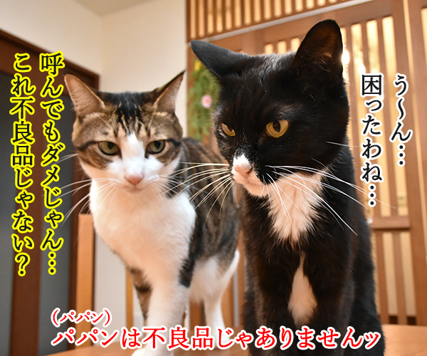 『オッケー グーグル』みたいに呼ばないでッ　猫の写真で４コマ漫画　３コマ目ッ