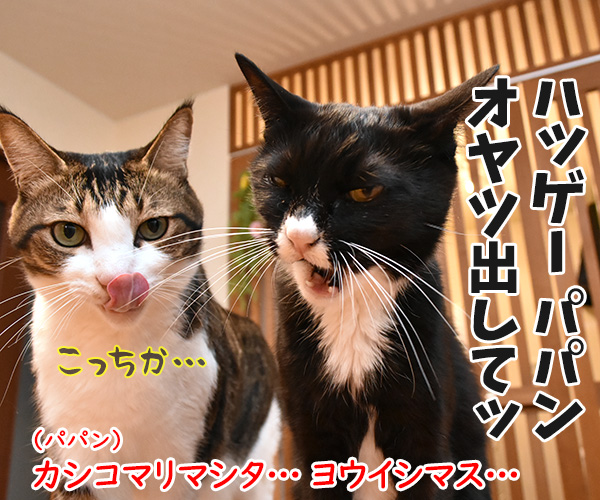 『オッケー グーグル』みたいに呼ばないでッ　猫の写真で４コマ漫画　４コマ目ッ