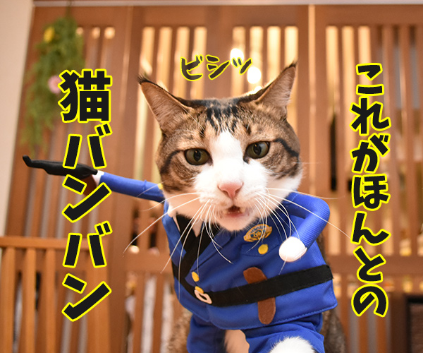 ポリスメンあずき　猫の写真で４コマ漫画　３コマ目ッ