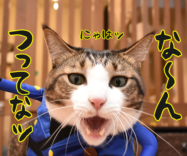 ポリスメンあずき　猫の写真で４コマ漫画　４コマ目ッ