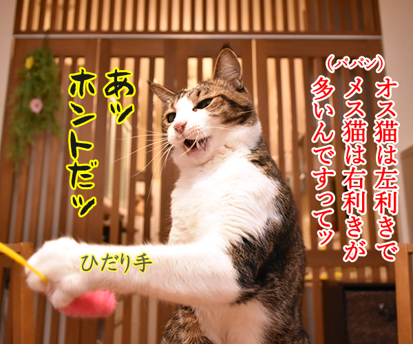 お宅の猫さんは右利き？それとも左利き？