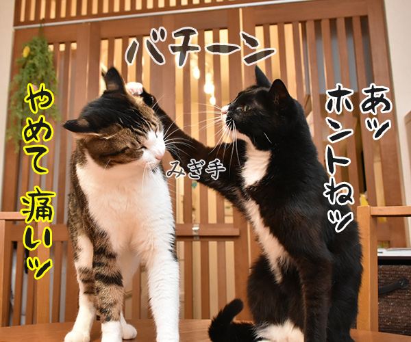 お宅の猫さんは右利き？それとも左利き？　猫の写真で４コマ漫画　２コマ目ッ