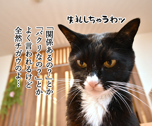 「まめねこ」って漫画知ってるかしら？　猫の写真で４コマ漫画　２コマ目ッ