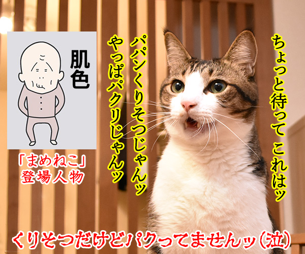 「まめねこ」って漫画知ってるかしら？　猫の写真で４コマ漫画　４コマ目ッ