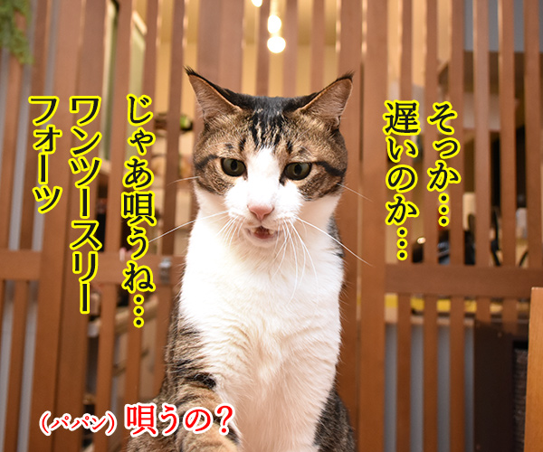 今晩は寒くなるみたいよ？　猫の写真で４コマ漫画　２コマ目ッ