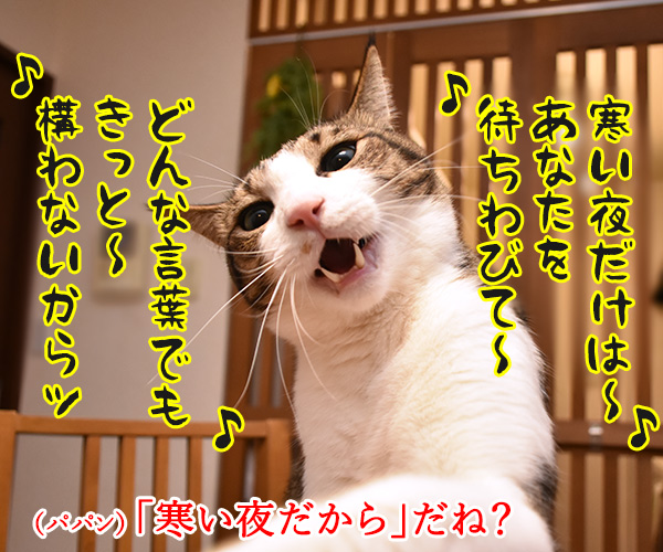 今晩は寒くなるみたいよ？　猫の写真で４コマ漫画　３コマ目ッ