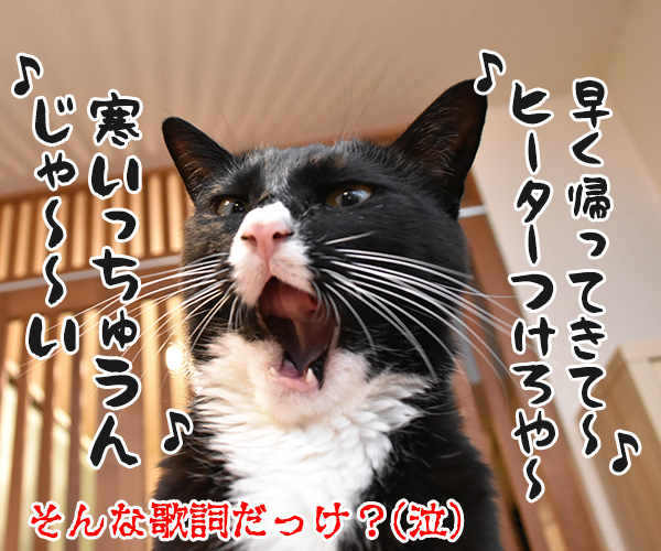 今晩は寒くなるみたいよ？　猫の写真で４コマ漫画　４コマ目ッ