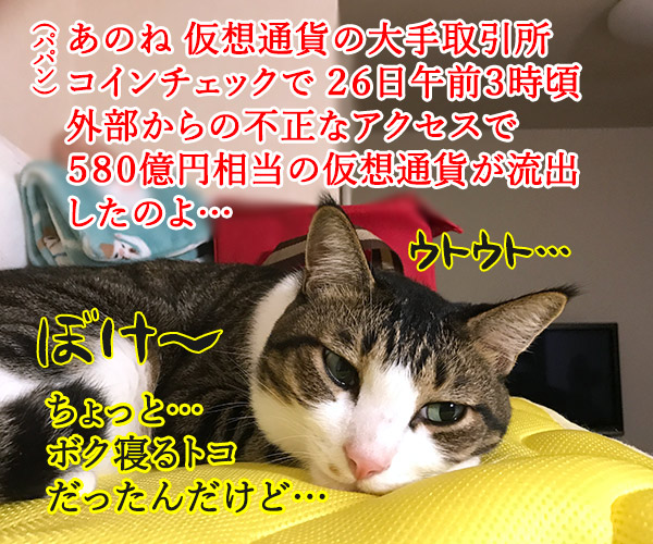 580億円相当の仮想通貨が流出しちゃったんですってッ　猫の写真で４コマ漫画　３コマ目ッ