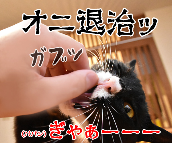 節分はアタチ達 豆兄弟にまかせてちょうだいッ　猫の写真で４コマ漫画　３コマ目ッ