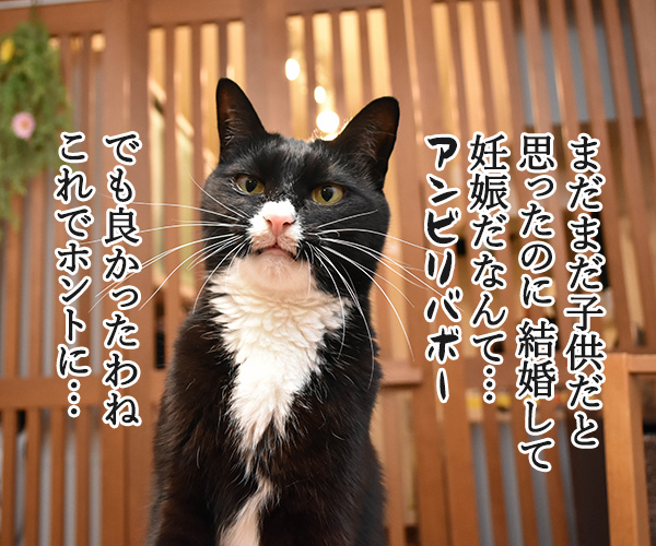 ぺこが妊娠でオメデトゴザマースッ　猫の写真で４コマ漫画　３コマ目ッ