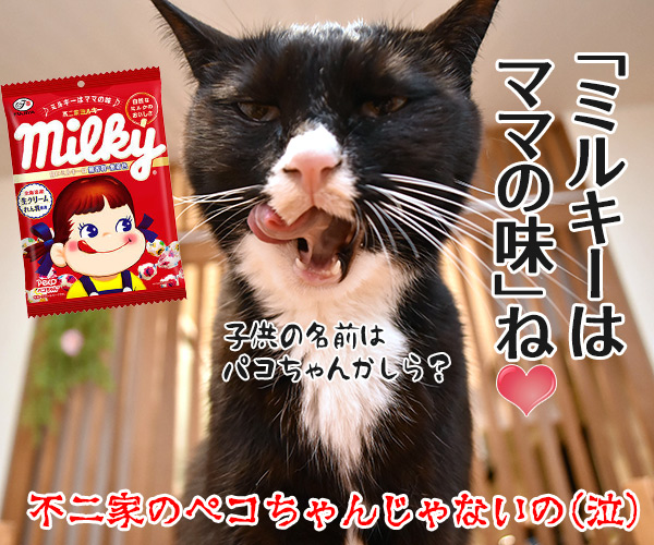 ぺこが妊娠でオメデトゴザマースッ　猫の写真で４コマ漫画　４コマ目ッ