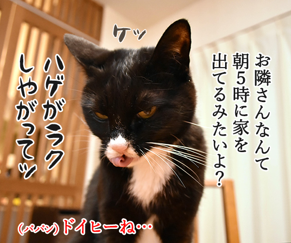 パパンの会社はおうちから歩いて20分なのッ　猫の写真で４コマ漫画　２コマ目ッ