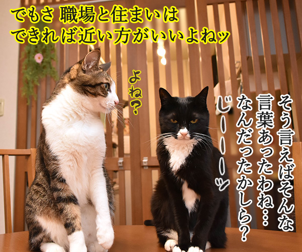 パパンの会社はおうちから歩いて20分なのッ　猫の写真で４コマ漫画　３コマ目ッ