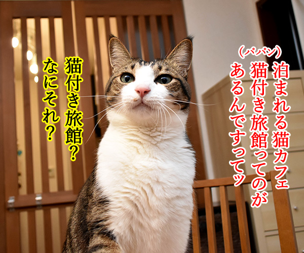 猫カフェの猫さんと泊まれる旅館があるんですってッ　猫の写真で４コマ漫画　１コマ目ッ