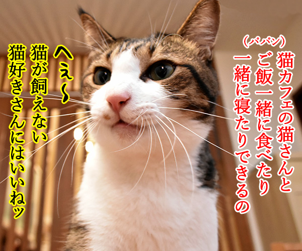 猫カフェの猫さんと泊まれる旅館があるんですってッ　猫の写真で４コマ漫画　２コマ目ッ