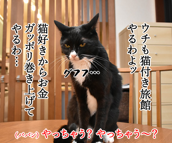 猫カフェの猫さんと泊まれる旅館があるんですってッ　猫の写真で４コマ漫画　３コマ目ッ