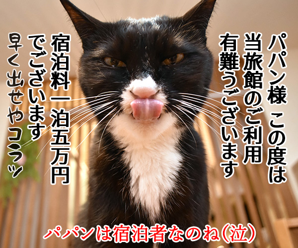 猫カフェの猫さんと泊まれる旅館があるんですってッ　猫の写真で４コマ漫画　４コマ目ッ