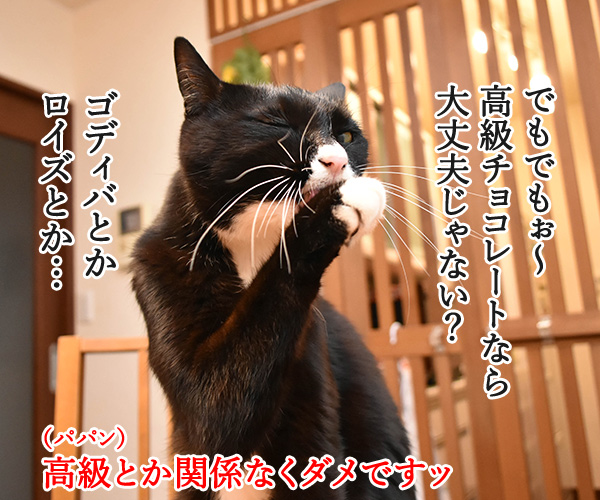 もうすぐバレンタインだから…　猫の写真で４コマ漫画　２コマ目ッ