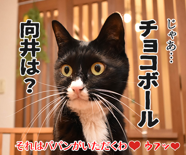 もうすぐバレンタインだから…　猫の写真で４コマ漫画　４コマ目ッ