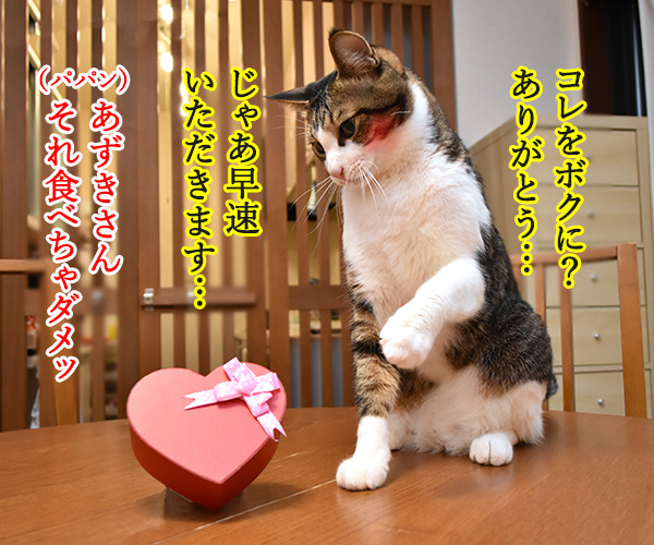 2月14日だから コレあげる♪　猫の写真で４コマ漫画　２コマ目ッ