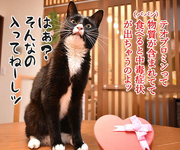 2月14日だから コレあげる♪　猫の写真で４コマ漫画　３コマ目ッ