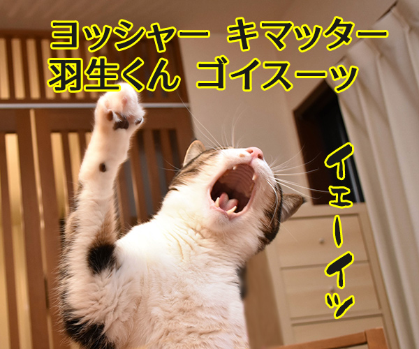 羽生くーんッ ガンバッテーッ　猫の写真で４コマ漫画　３コマ目ッ