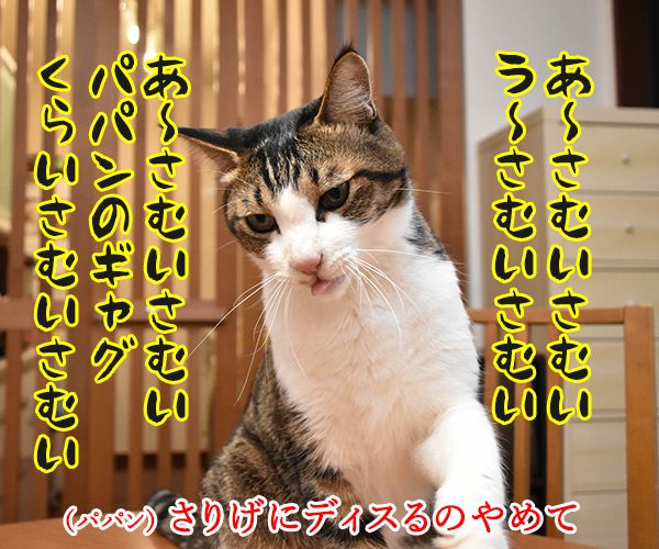 寒いって言うから寒いのよッ　猫の写真で４コマ漫画　２コマ目ッ