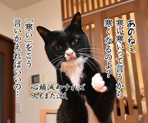 寒いって言うから寒いのよッ　猫の写真で４コマ漫画　３コマ目ッ