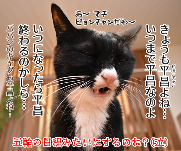 寒いって言うから寒いのよッ　猫の写真で４コマ漫画　４コマ目ッ