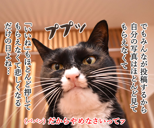 『猫の日』は日頃の感謝を込めて…　猫の写真で４コマ漫画　２コマ目ッ