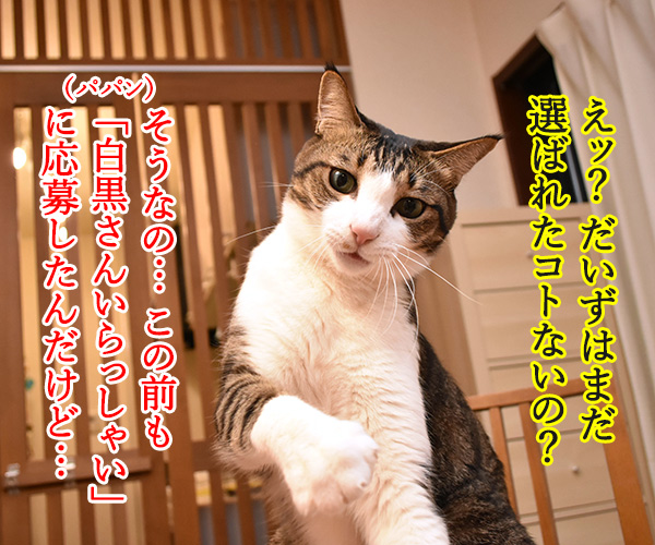 あずきさんの写真が『猫ぐらし冬号』に掲載されたのよッ　猫の写真で４コマ漫画　２コマ目ッ