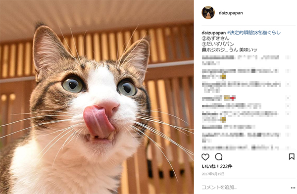 あずきさんの写真が『猫ぐらし冬号』に掲載されたのよッ　猫の写真で４コマ漫画　５コマ目ッ