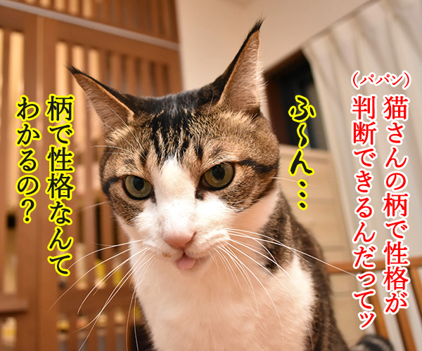 猫さんの柄で性格がわかるのよッ