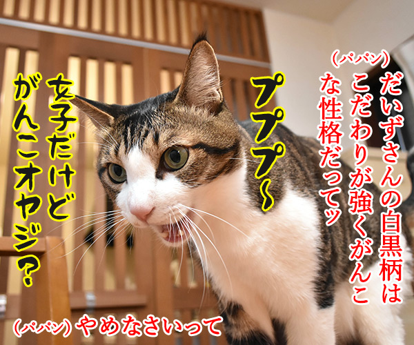 猫さんの柄で性格がわかるのよッ　猫の写真で４コマ漫画　３コマ目ッ