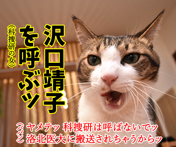 猫さんの前で死んだふりをしたら？　猫の写真で４コマ漫画　３コマ目ッ