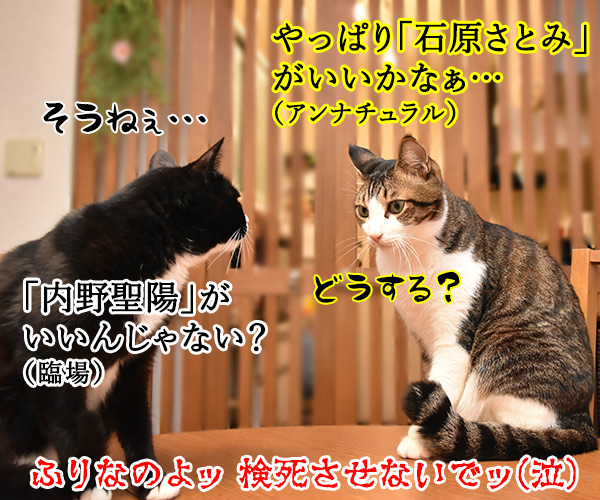 猫さんの前で死んだふりをしたら？　猫の写真で４コマ漫画　４コマ目ッ