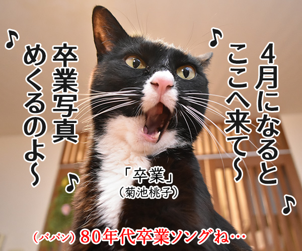 卒業式… あの頃に戻りたいのッ　猫の写真で４コマ漫画　２コマ目ッ