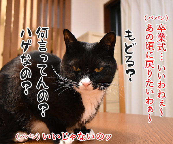 卒業式… あの頃に戻りたいのッ　猫の写真で４コマ漫画　３コマ目ッ