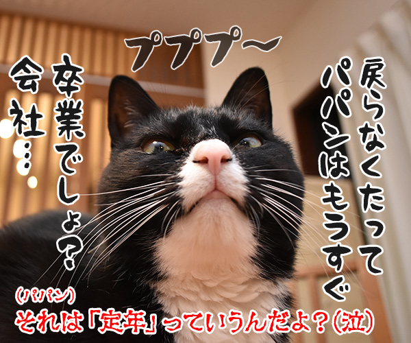 卒業式… あの頃に戻りたいのッ　猫の写真で４コマ漫画　４コマ目ッ