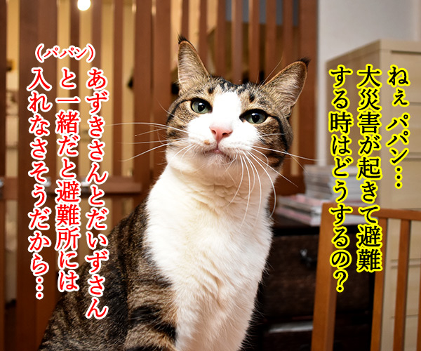 大災害発生 猫さんと避難するときはどうする？　猫の写真で４コマ漫画　１コマ目ッ