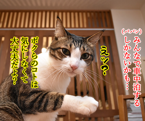 大災害発生 猫さんと避難するときはどうする？　猫の写真で４コマ漫画　２コマ目ッ