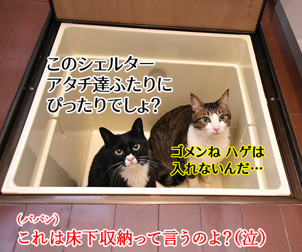 大災害発生 猫さんと避難するときはどうする？　猫の写真で４コマ漫画　４コマ目ッ