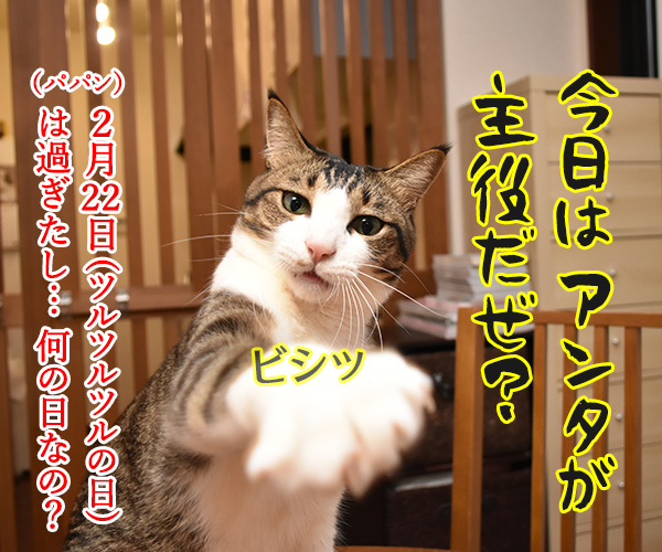 今日はパパンの日なんですってッ　猫の写真で４コマ漫画　２コマ目ッ