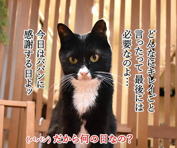 今日はパパンの日なんですってッ　猫の写真で４コマ漫画　３コマ目ッ