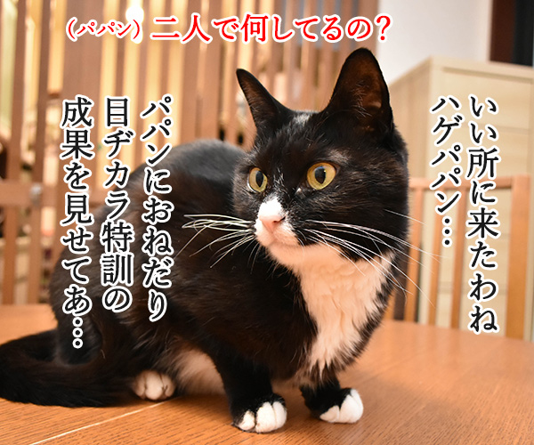 猫目ヂカラ王にッ おれはなるッ　猫の写真で４コマ漫画　３コマ目ッ