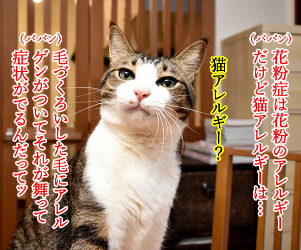 アレルギーっていろいろあるわよねッ　猫の写真で４コマ漫画　３コマ目ッ