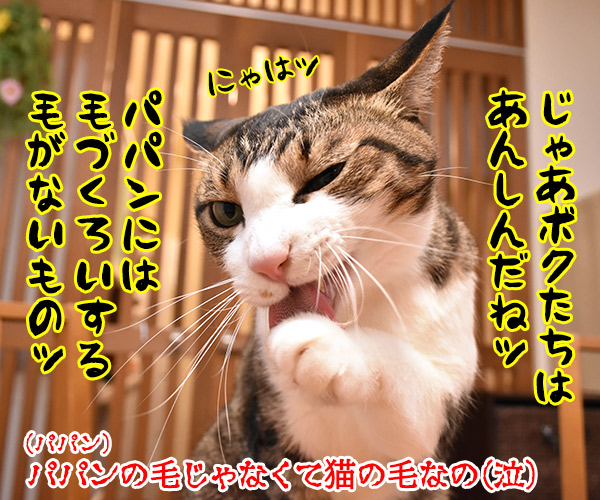 アレルギーっていろいろあるわよねッ　猫の写真で４コマ漫画　４コマ目ッ