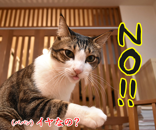 ひさしぶりにおフロに入りましょうか？　猫の写真で４コマ漫画　２コマ目ッ