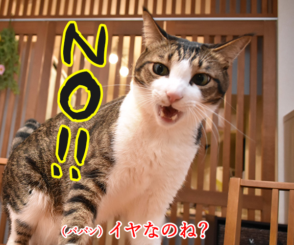 ひさしぶりにおフロに入りましょうか？　猫の写真で４コマ漫画　３コマ目ッ